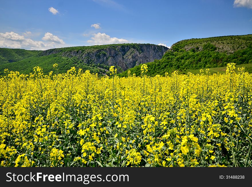 View On Turda Gorges From A Rapeseed Field.