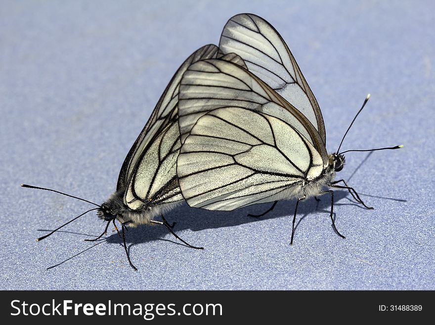 Butterfly ( lat. Aporia crataegi) - a pest of fruit crops in Eurasia and North America. America. White wings with black veins. Butterfly ( lat. Aporia crataegi) - a pest of fruit crops in Eurasia and North America. America. White wings with black veins.