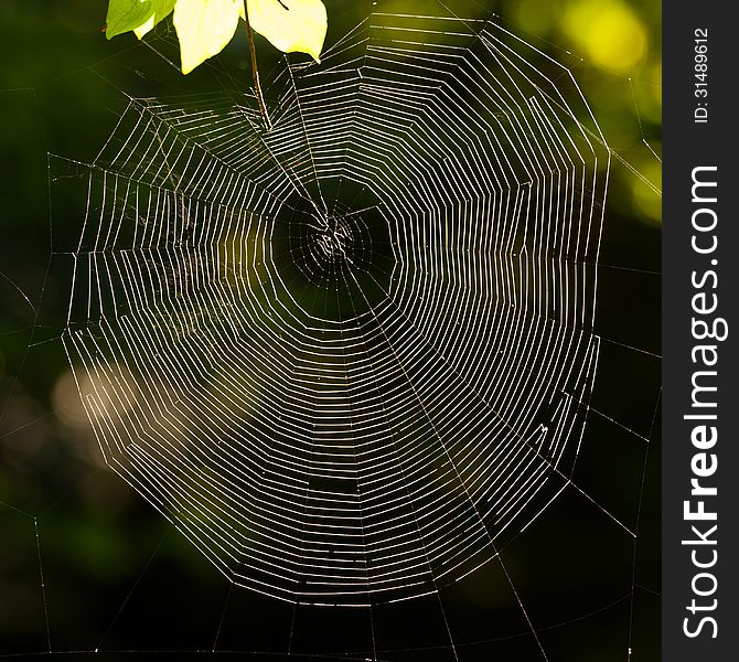 Spider S Web