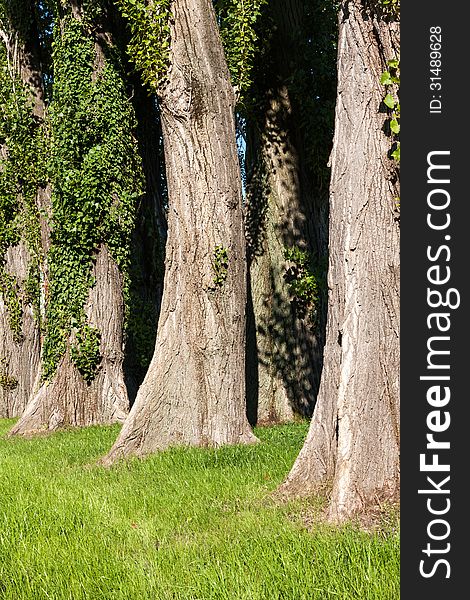 A group of Lombardy poplar trees. A group of Lombardy poplar trees