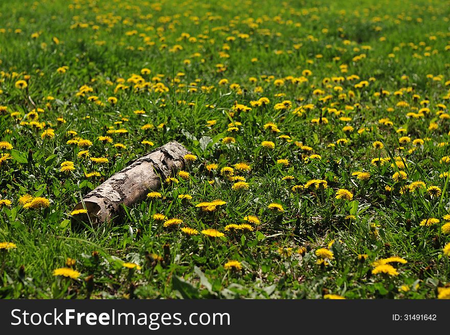 Field of dandelions with log in foreground