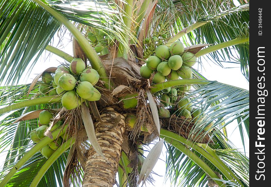 Green palm coconut at tree. Green palm coconut at tree