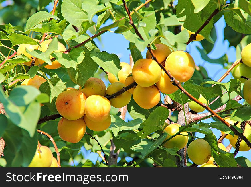 Branch with apricots in orchard