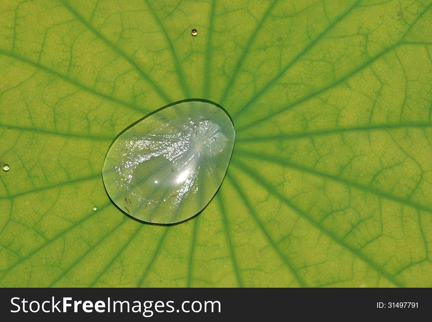 The Beautiful Lotus Leaf