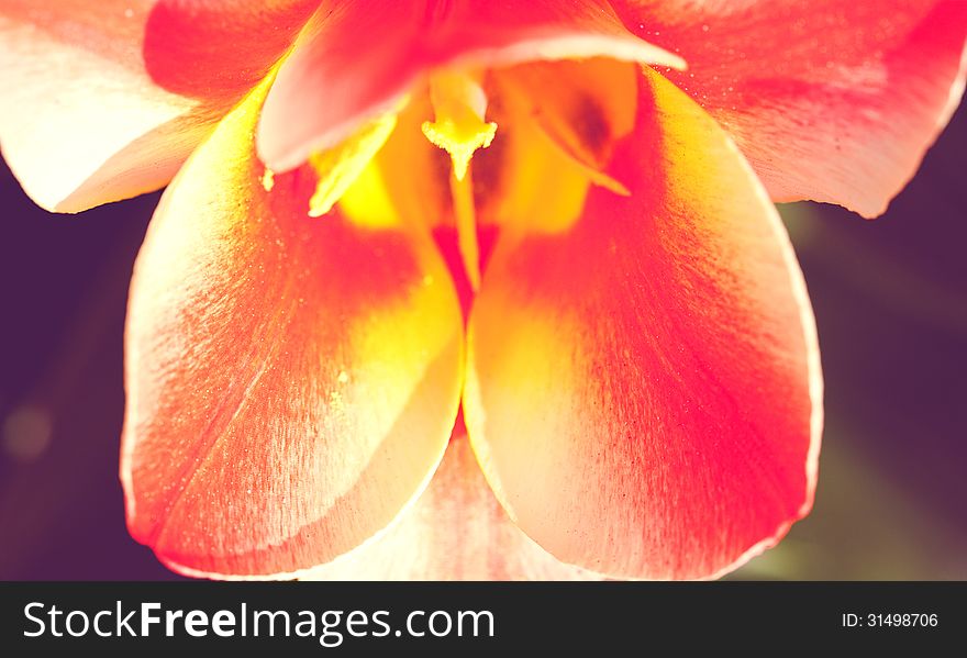 Tulip closeup, abstract natural backgrounds for your design