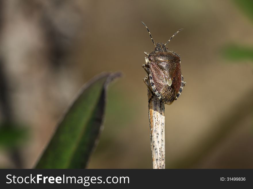 Closeup Of A Shield Bug