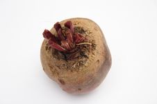 Red Beet Royalty Free Stock Photo Red Beet Royalty Free Stock Photo