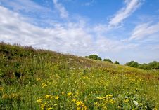 Landscape With Yellow Flowers Royalty Free Stock Images Landscape With Yellow Flowers Royalty Free Stock Images