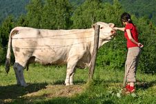 Girl And Cow Stock Image