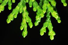 Leaves Royalty Free Stock Photography Leaves Royalty Free Stock Photography