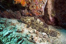 Giant Grouper Royalty Free Stock Images Giant Grouper Royalty Free Stock Images