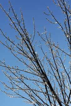 Ice Tree Stock Photography Ice Tree Stock Photography