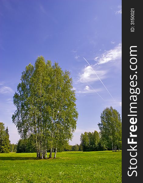 Group of birches on meadow under blue sky