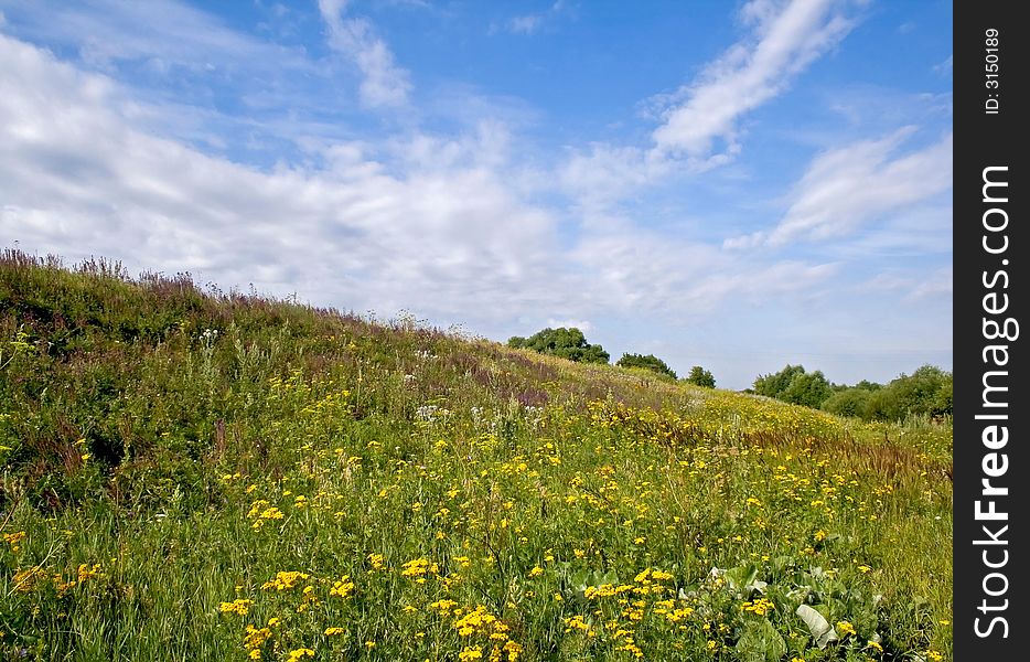 Landscape With Yellow Flowers