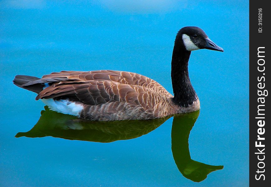 Goose in the blue water