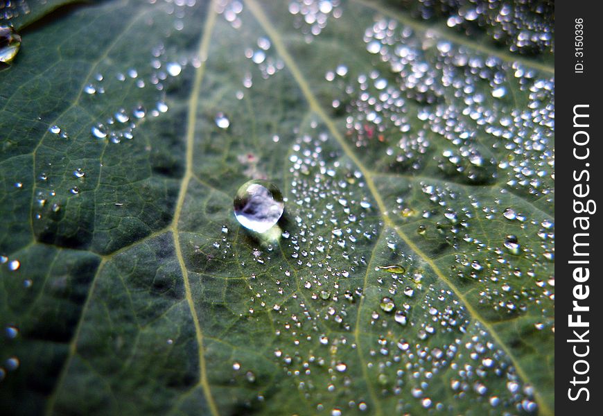 Close up of the green Leaf covered dew