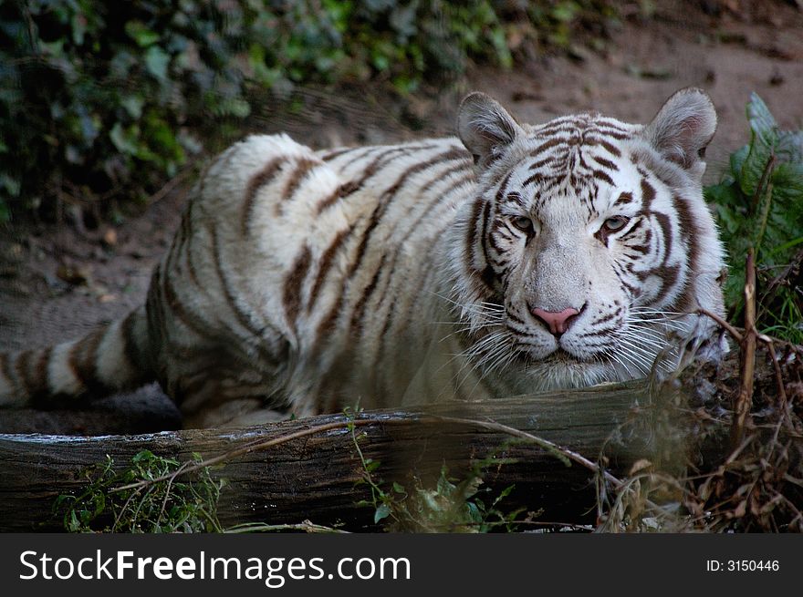 White Tiger laying down by log image is in colour. White Tiger laying down by log image is in colour