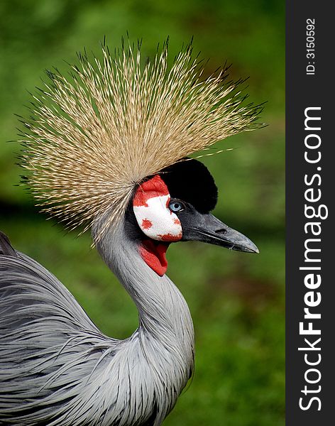 Great Crested Crane in Profile Portrait. Great Crested Crane in Profile Portrait