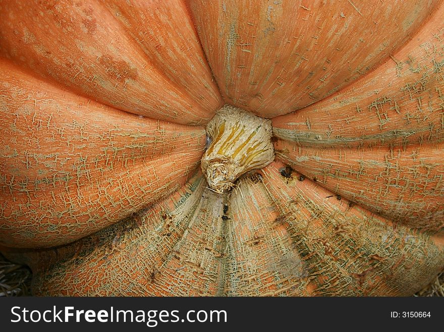 Detail of big pumpkin on a garden exhibition. Detail of big pumpkin on a garden exhibition