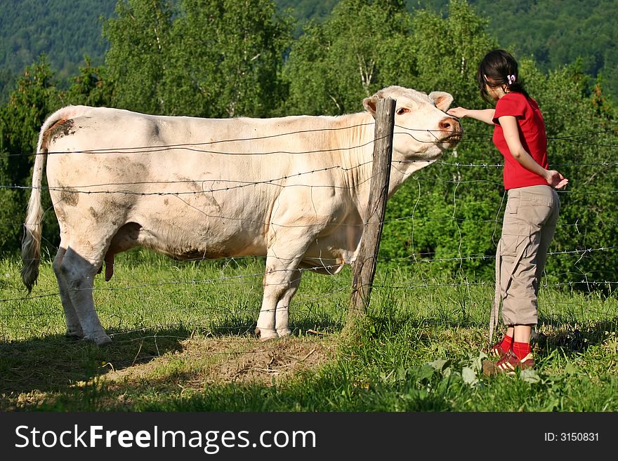 Girl And Cow