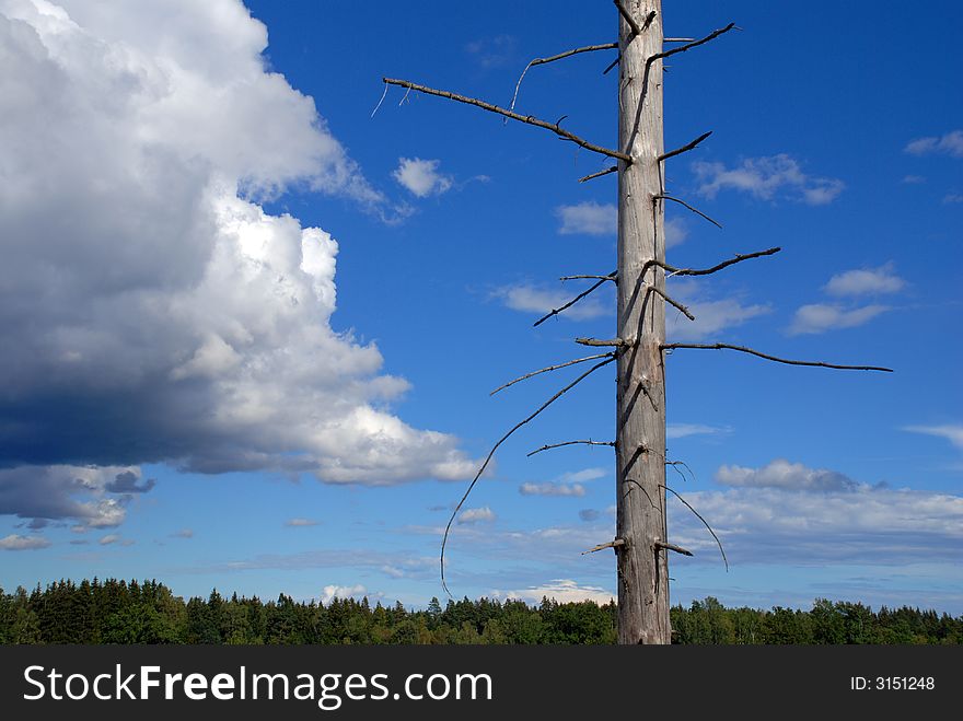 Dead tree in swedish landscape/forrest