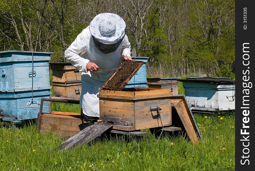 A beekeeper in veil at apiary among hives. Summer, sunny day. Russian Far East, Primorye. A beekeeper in veil at apiary among hives. Summer, sunny day. Russian Far East, Primorye.