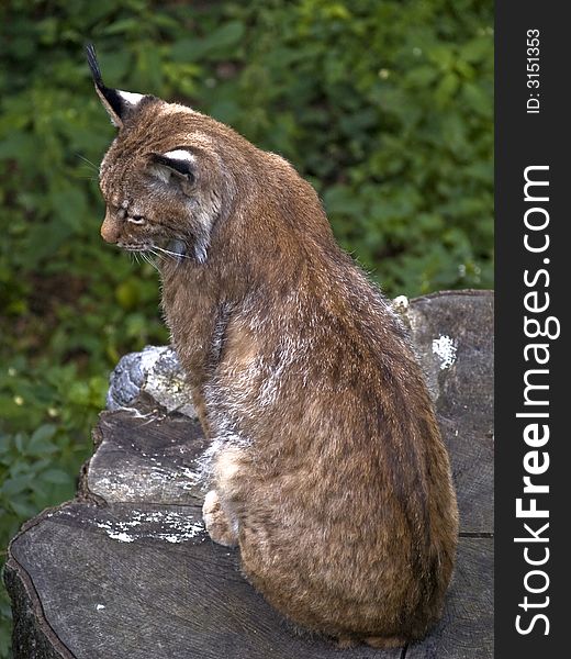 European lynx sitting calm on big stub