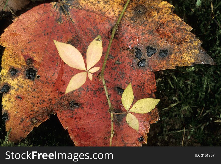 Autumn maple leaf in the rain with vine growing across. Autumn maple leaf in the rain with vine growing across
