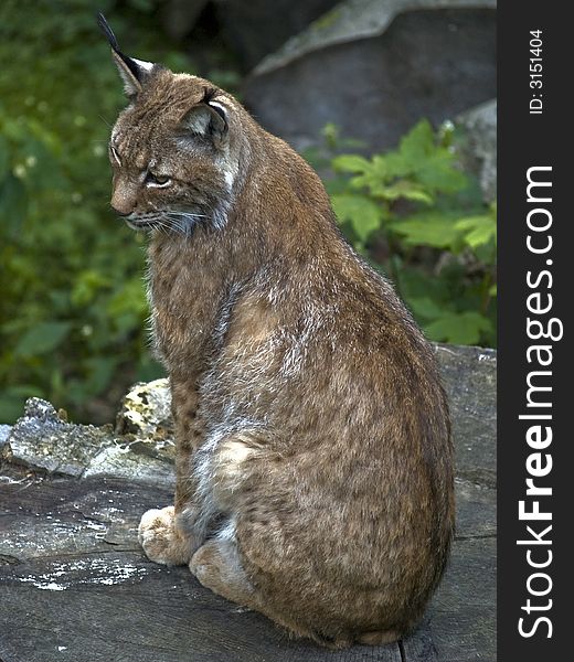 European lynx sitting calm on big stub