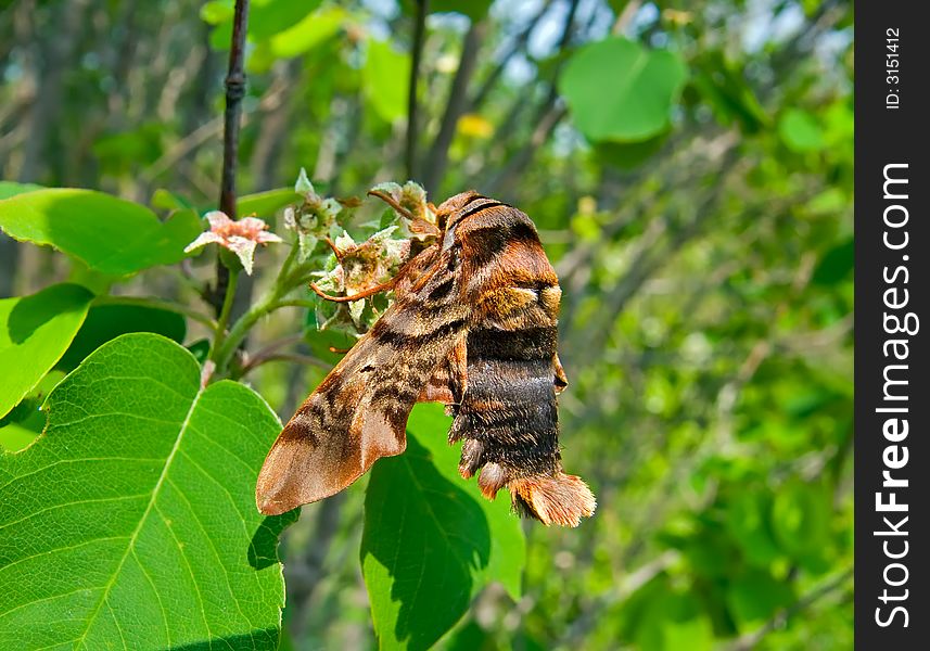 A close-up of the butterfly hawkmoth on tree. Doe. Summer. Russian Far East, Primorye. A close-up of the butterfly hawkmoth on tree. Doe. Summer. Russian Far East, Primorye.