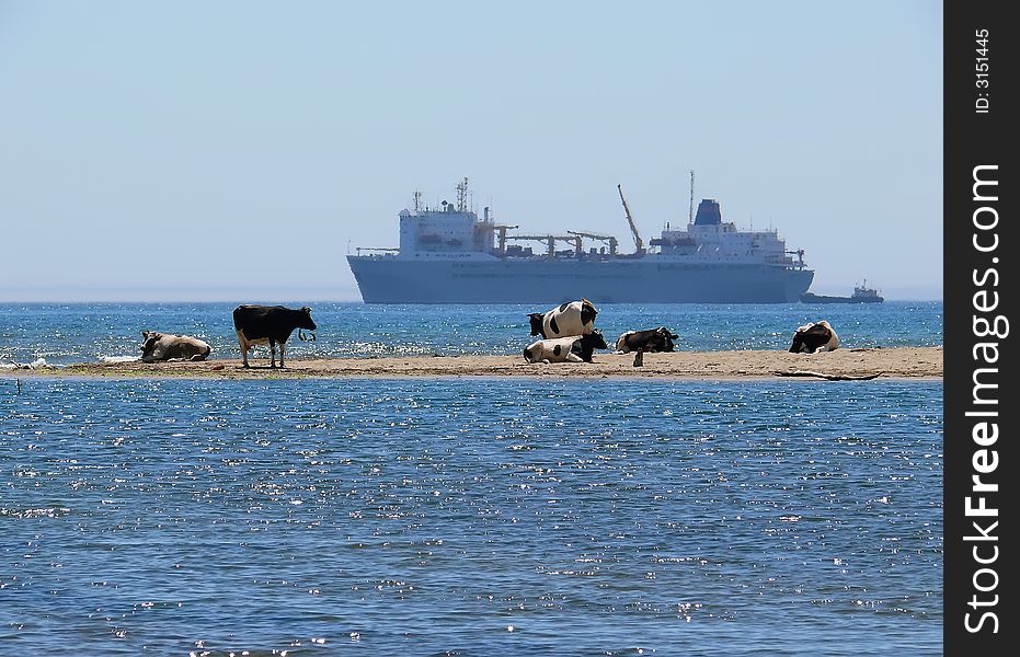 A flock of cows on narrow tongue sand among sea. On background is big ship. Sunny day, summer. Russian Far East, Primorye, Japanese sea. A flock of cows on narrow tongue sand among sea. On background is big ship. Sunny day, summer. Russian Far East, Primorye, Japanese sea.