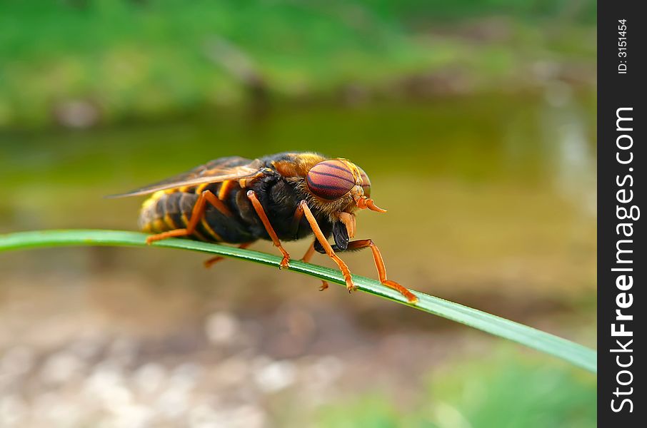 Fly Tabanus 5