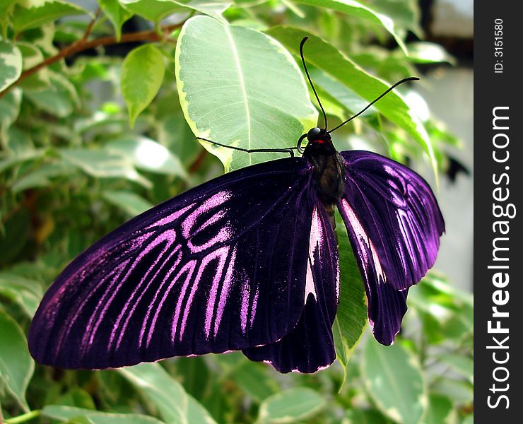 Pink and black butterfly on leaf