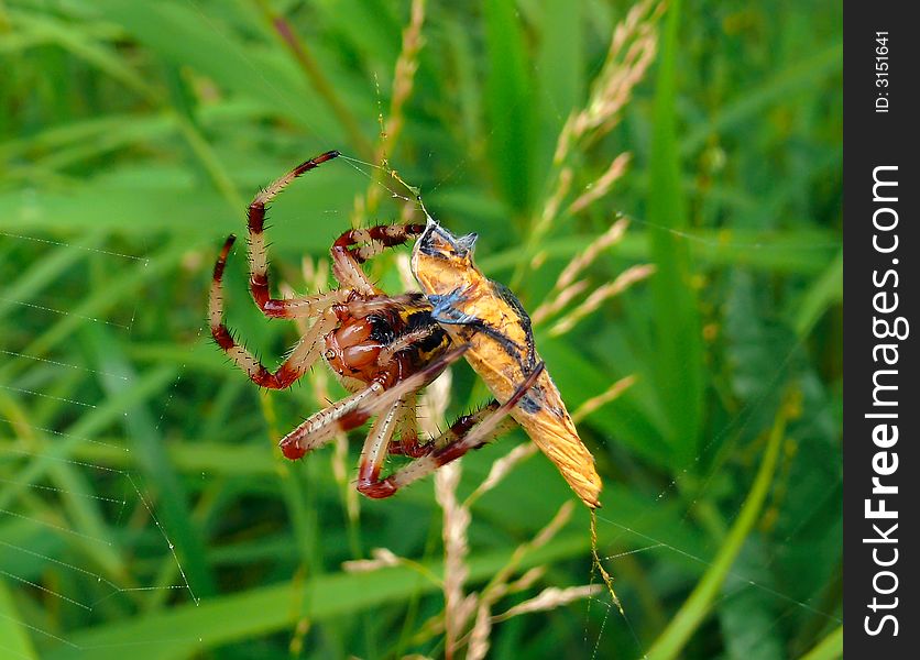 A close up of the big spider on its net with caught butterfly. In front. South of Russian Far East. A close up of the big spider on its net with caught butterfly. In front. South of Russian Far East.