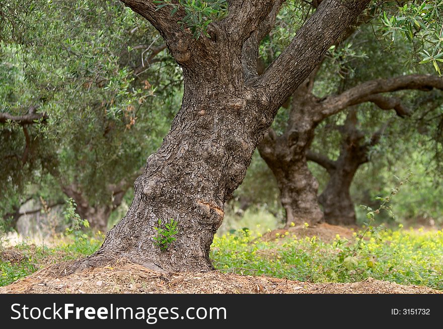 Olive tree in olive garden in greece