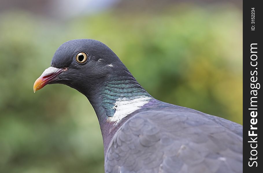 Closeup detail of the Wood Pigeon - Palumbus calumba - common European bird of gardens and countryside.