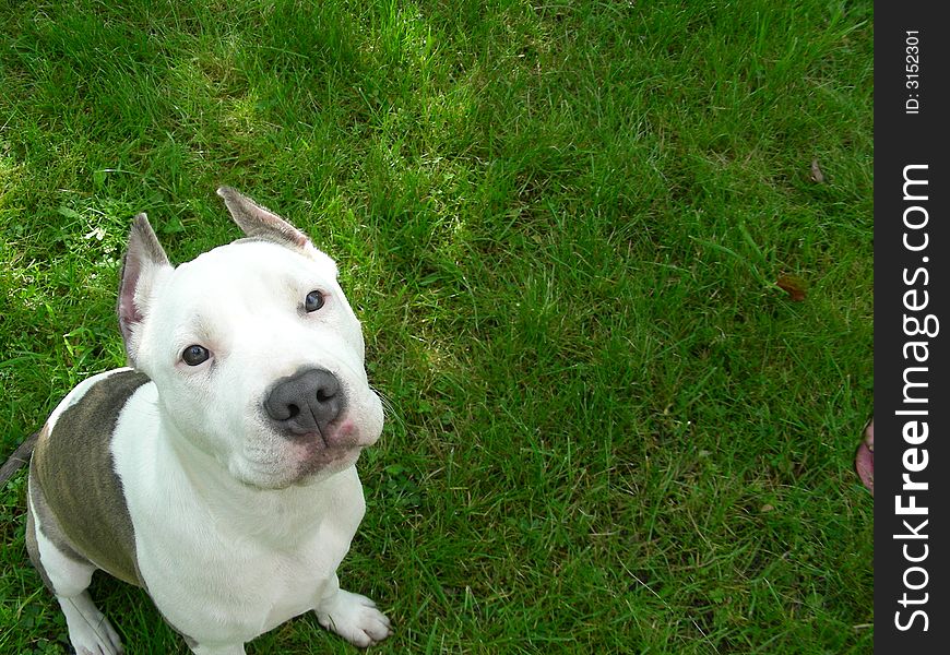 Young american staffordshire terrier sitting on a grass