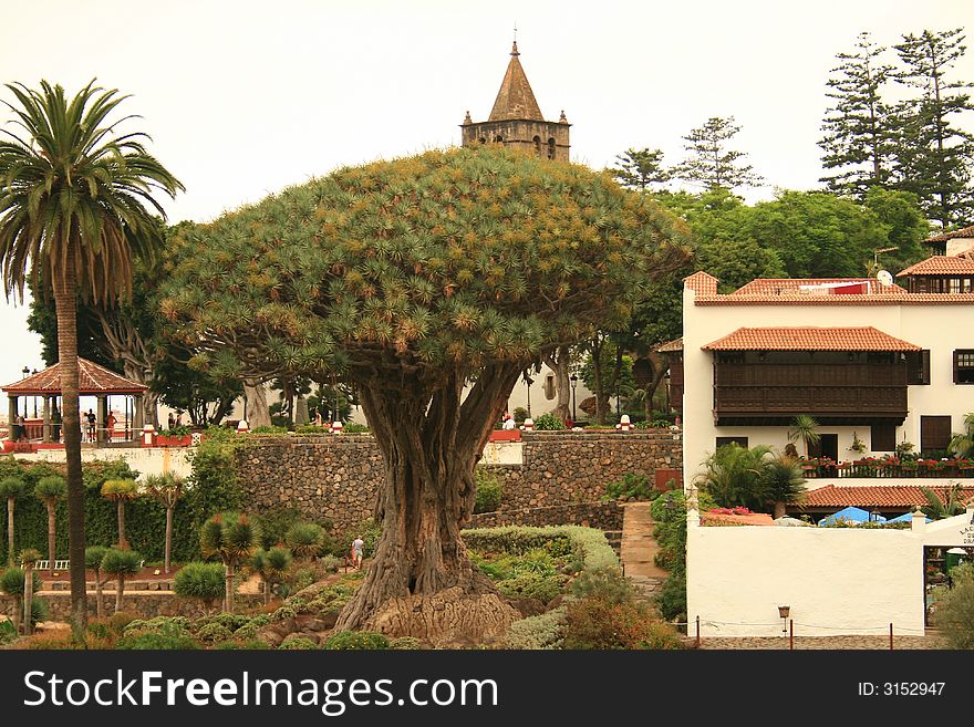 3000 years old drago tree in icod in Tenerife named so because its sap is red like dragon's blood and healthy and it is an exclusive tree of the Canary Islands. 3000 years old drago tree in icod in Tenerife named so because its sap is red like dragon's blood and healthy and it is an exclusive tree of the Canary Islands
