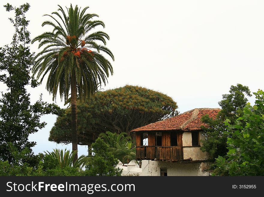 3000 years old drago tree in icod in Tenerife named so because its sap is red like dragon's blood and healthy and it is an exclusive tree of the Canary Islands. 3000 years old drago tree in icod in Tenerife named so because its sap is red like dragon's blood and healthy and it is an exclusive tree of the Canary Islands