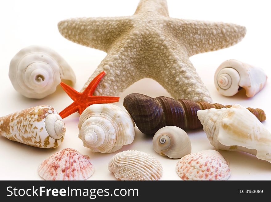 Shells isolated on a white background