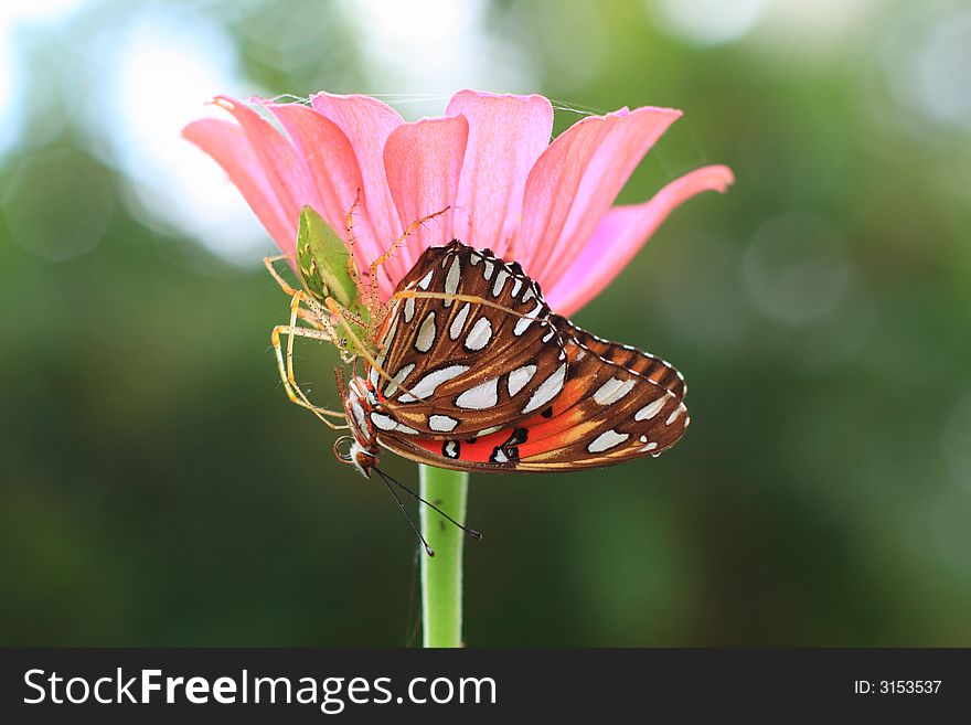 Spider and butterfly locked in a deadly embrace beneath a beautiful pink flower.