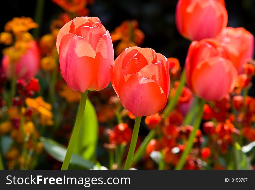 Tulips In The Light