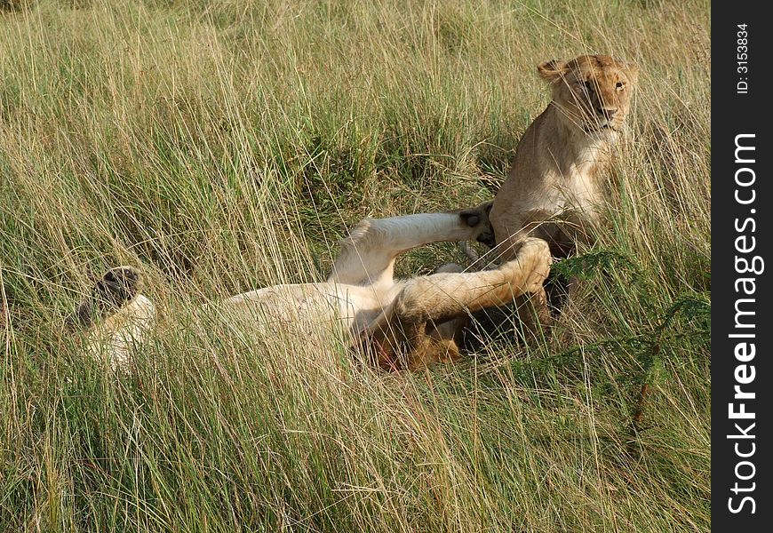 Two lions playing in savanna