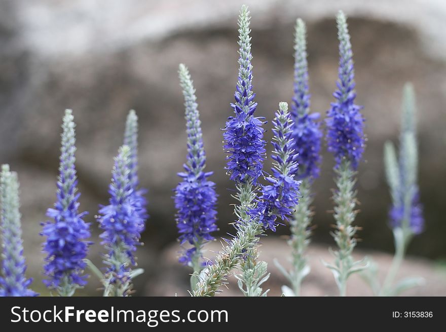 A row of liatris against stone wall background. A row of liatris against stone wall background