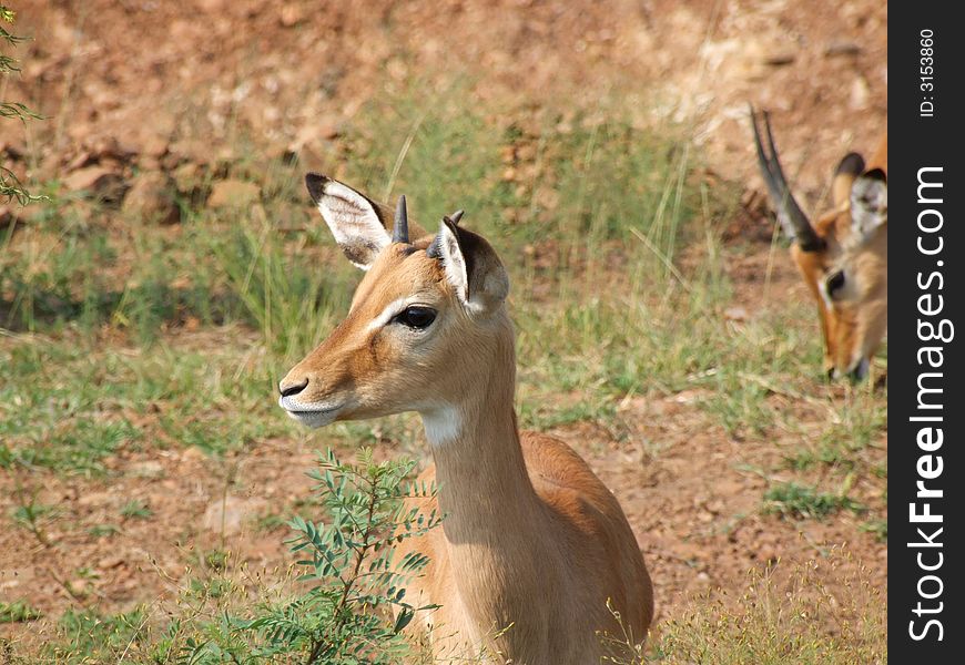Young impala antelope in Masai Mara (Kenya)