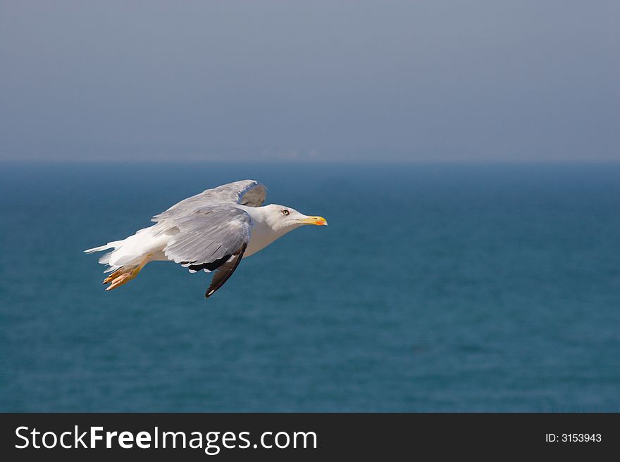 Seagull In Flight