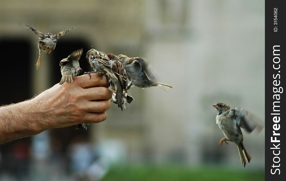 A bunch of sparrows being fed from hand