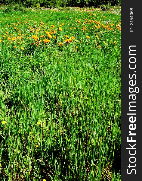 Green grass field with orange flowers in bloom. Green grass field with orange flowers in bloom