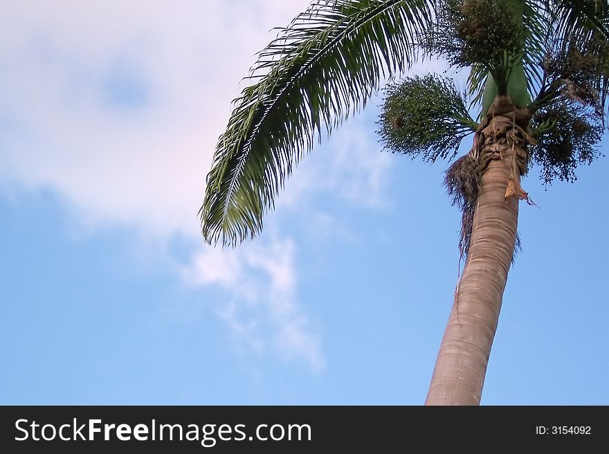 Abstract view of a palm tree
