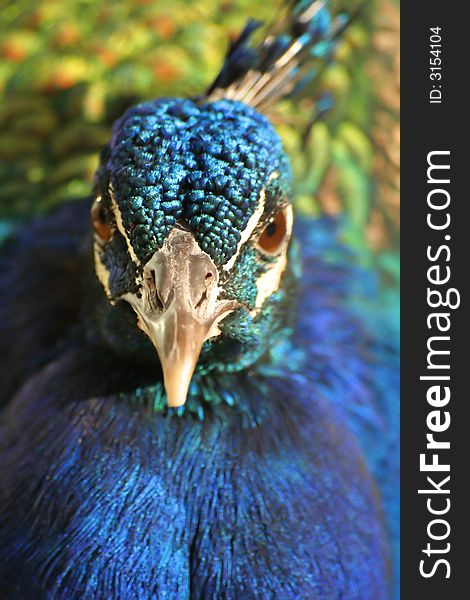 Head shot of a peacock